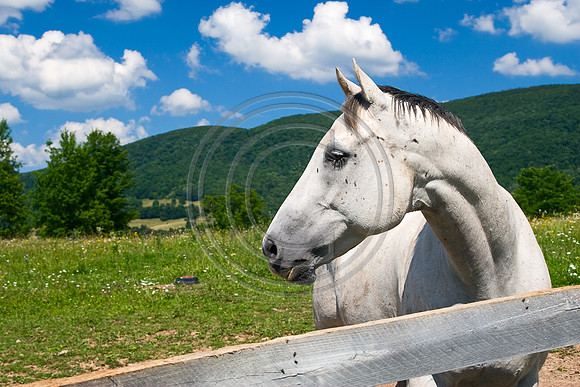 Old Gray Mare