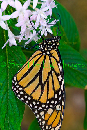 Butterfly Collection