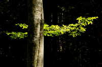 Hocking Hills Region of Ohio