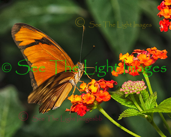 Butterfly Collection