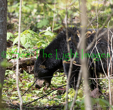 GSMNP16-2443