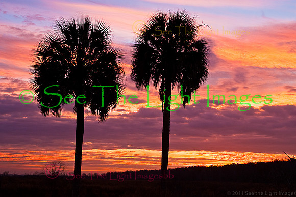 Tropical Delight