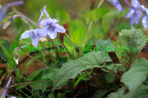GSMNP16-2049