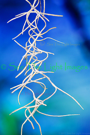 Spanish Moss - Winter