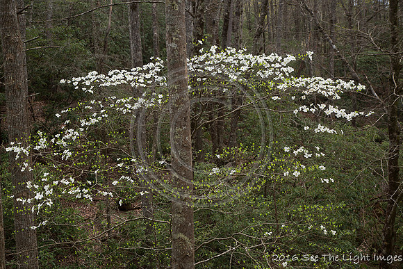 GSMNP16-1215