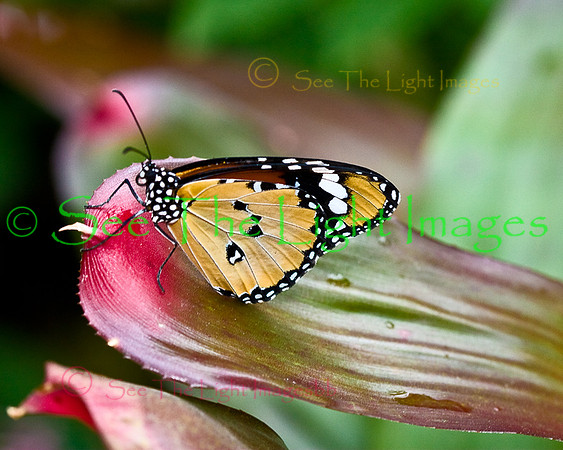 Butterfly Collection