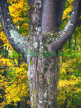 ©-