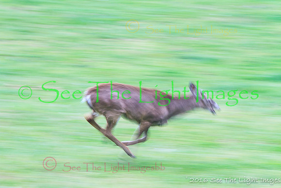 GSMNP16-1297