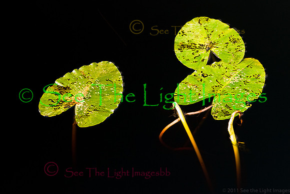 Pond Lilly