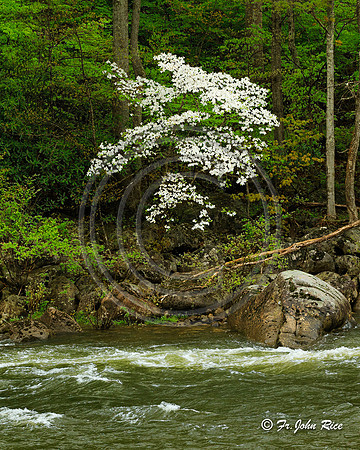 0204-Dogwood on Black Creek