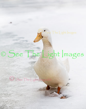 ©-9269 Duck