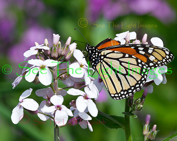 9981-Monarch in Bloom