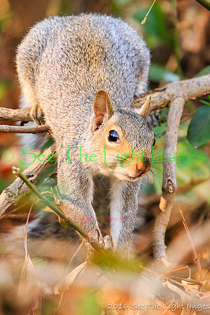 GSMNP16-4925