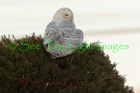 9472
