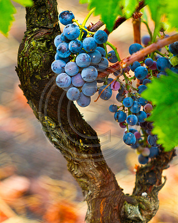 Vineyard