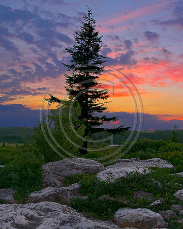 1499 Dolly Sods Sunset