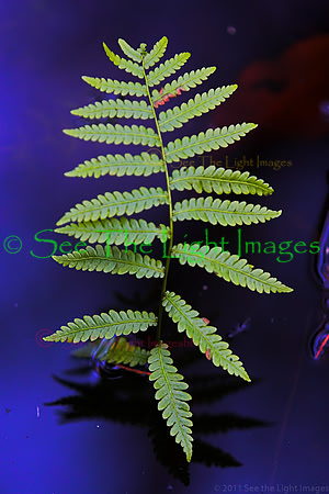 Fern in Water