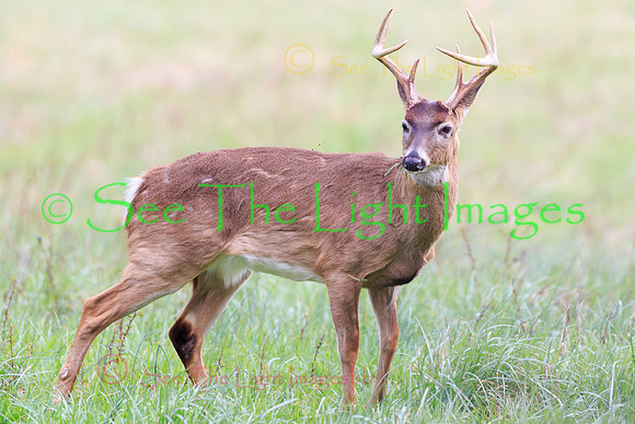1738