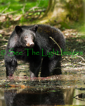 5420-Mamma Bear