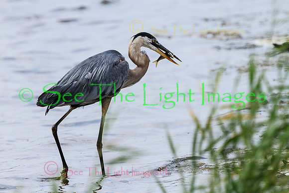 ©-6731