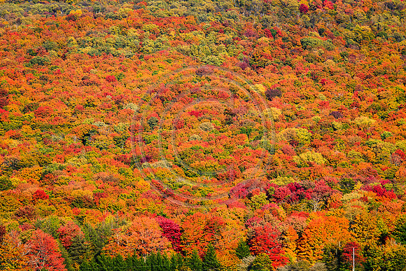WV Fall COlors