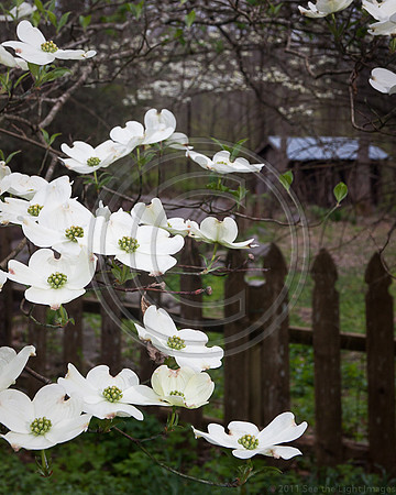 Dogwood and Fence