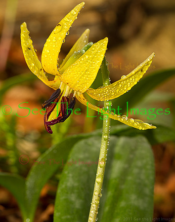 4727-Trout Lily