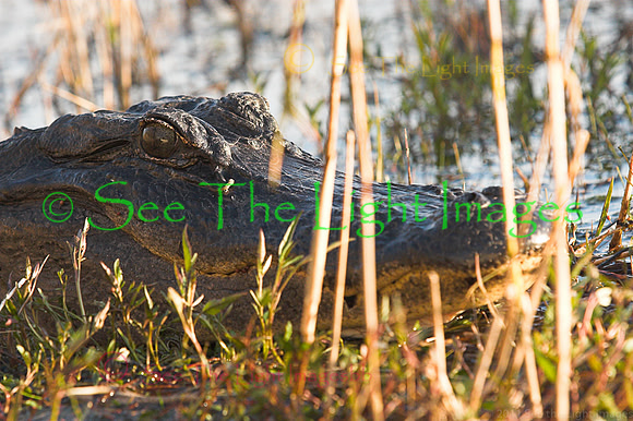 Alligator