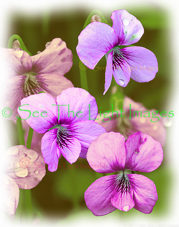 Violets