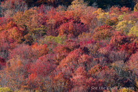 Fall Colors