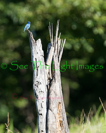 7D2_7924
