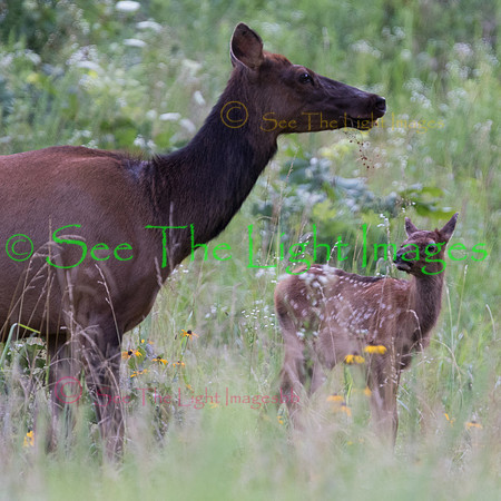 7D2_7995