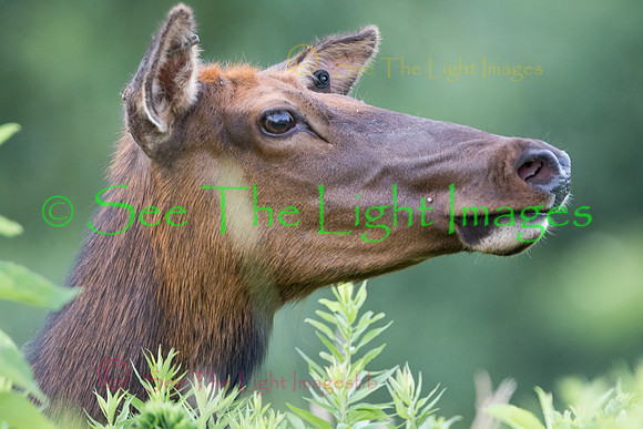 7D2_8049