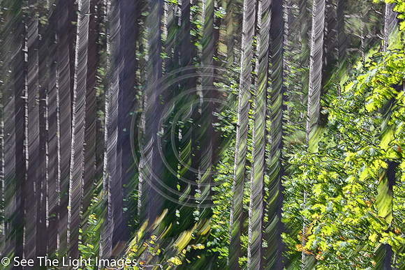 1302-Abstract Forest