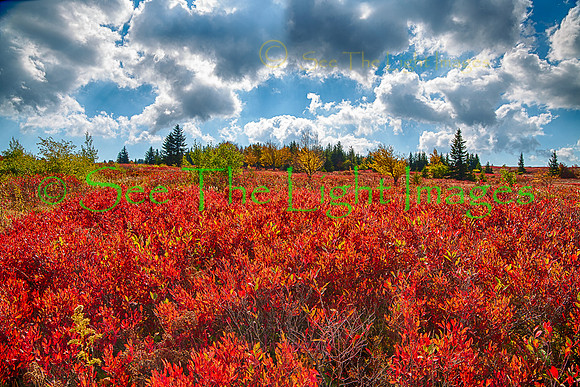Dolly Sods Glow
