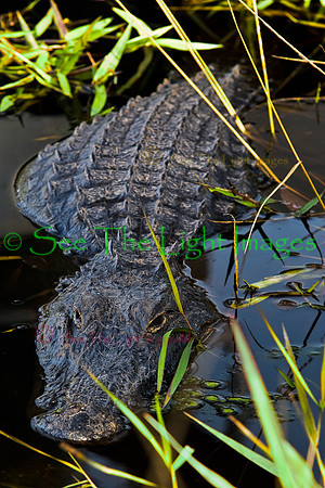American Aligator