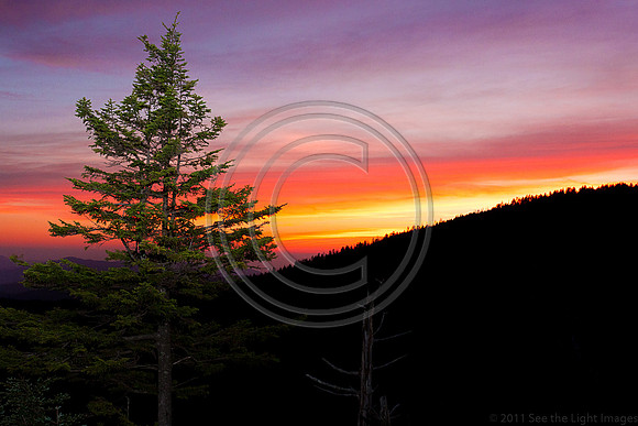Tree Line Sunset