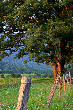 Rural Fence