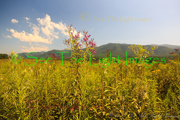 ©-6401