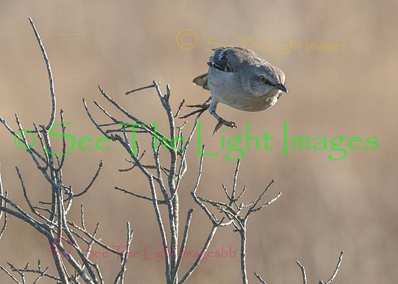 2492