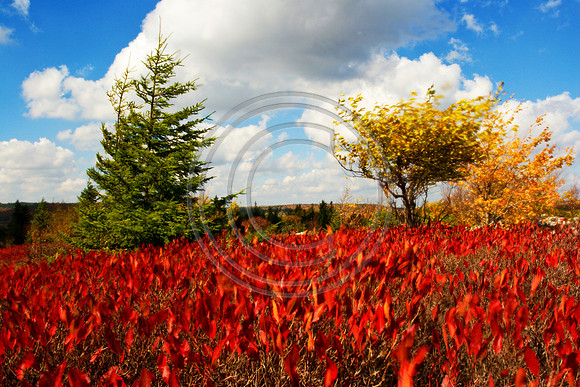 Dolly Sods in Color