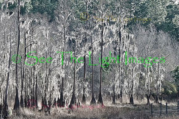 Spanish Moss on Cypress Trees