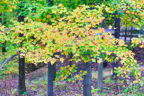 Maple Forest