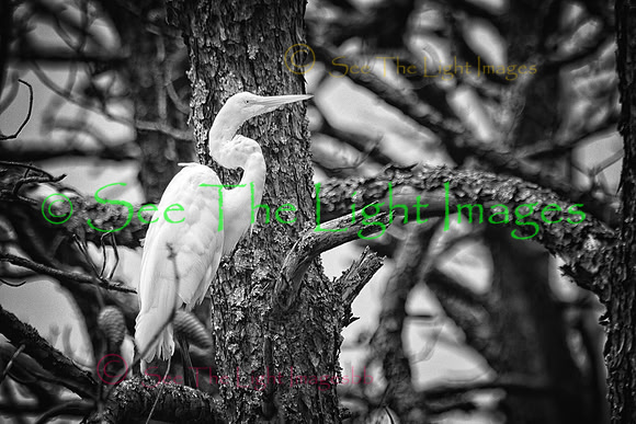 Egret in Tree