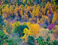 Fall Colors