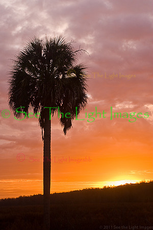 Single Tree Sunrise