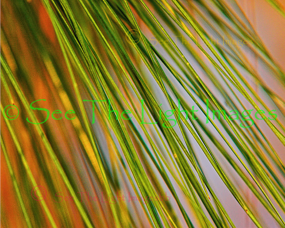 1280 Yellow Pine