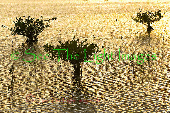 Sunset on Mangroves