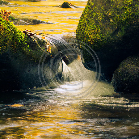 Treemont Stream Detail
