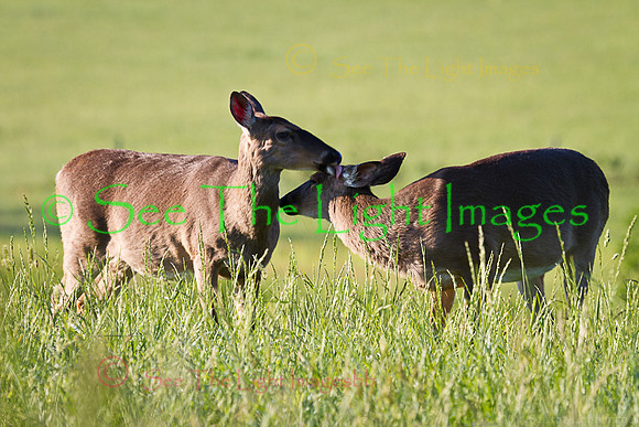 Grooming-5081